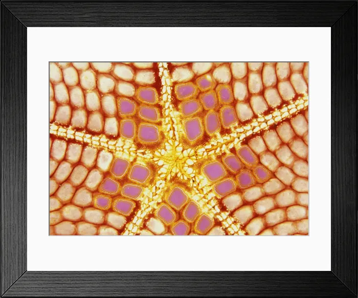 Framed Print : DDE-90024982