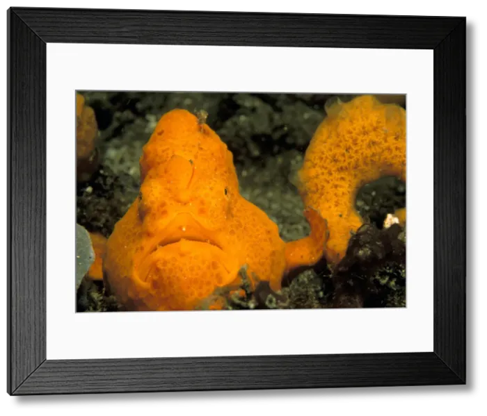 Framed Print : DDE-90024981 Framed Print : DDE-90024981
