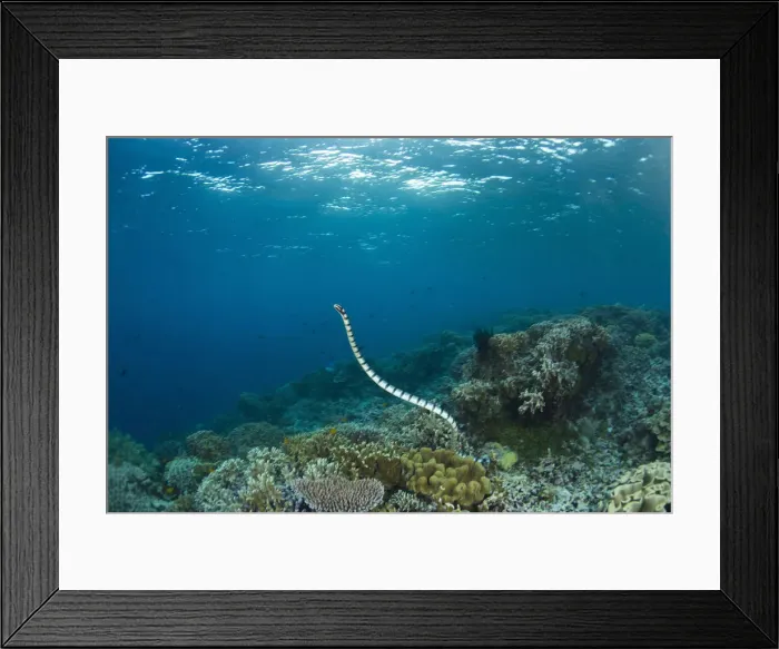 Framed Print : DDE-90024989