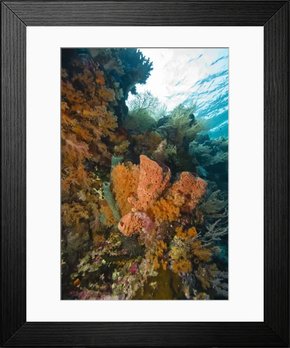 Framed Print : DDE-90024990 Framed Print : DDE-90024990