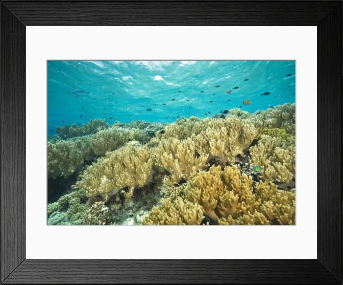 Framed Print : DDE-90024991 Framed Print : DDE-90024991