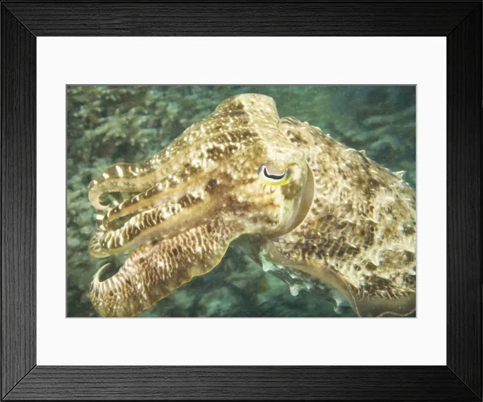 Framed Print : DDE-90024993 Framed Print : DDE-90024993