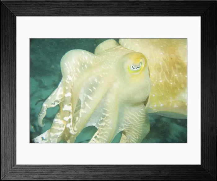 Framed Print : DDE-90024992