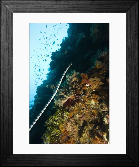 Framed Print : DDE-90024994 Framed Print : DDE-90024994