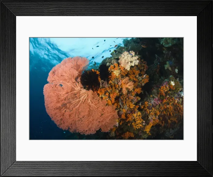 Framed Print : DDE-90024996 Framed Print : DDE-90024996