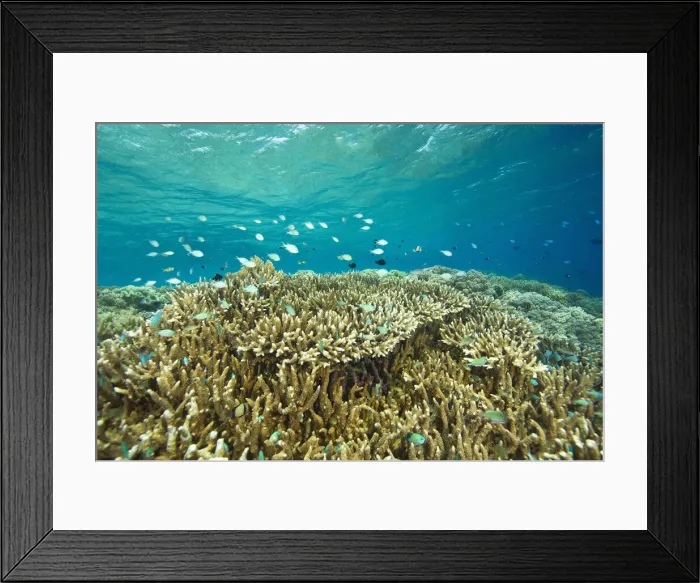 Framed Print : DDE-90024995 Framed Print : DDE-90024995