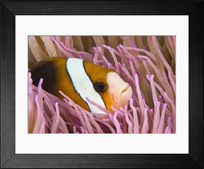 Framed Print : DDE-90024997 Framed Print : DDE-90024997