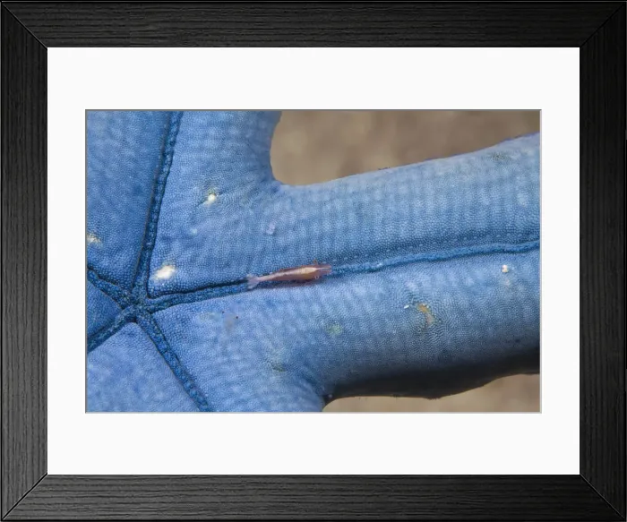 Framed Print : DDE-90024998 Framed Print : DDE-90024998