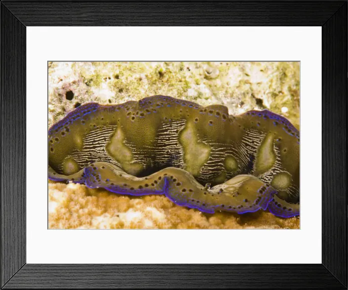 Framed Print : DDE-90024999 Framed Print : DDE-90024999