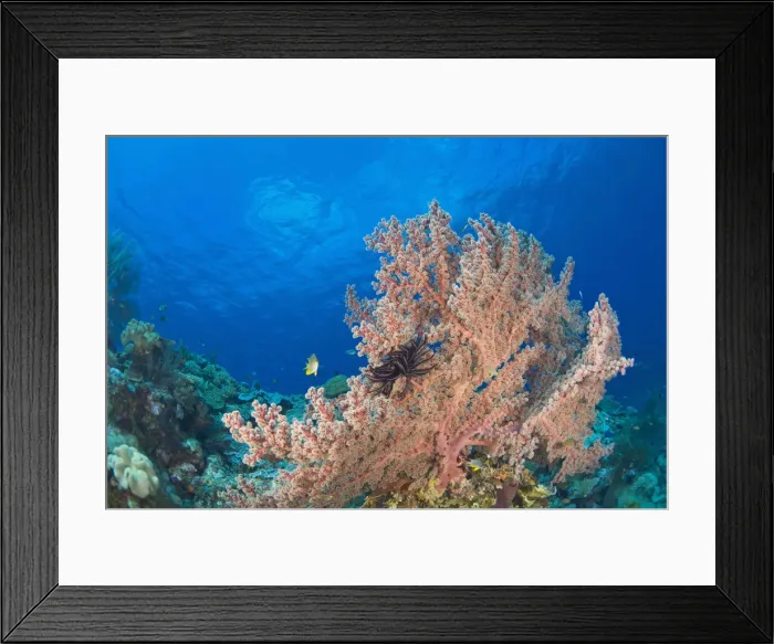 Framed Print : DDE-90025000 Framed Print : DDE-90025000