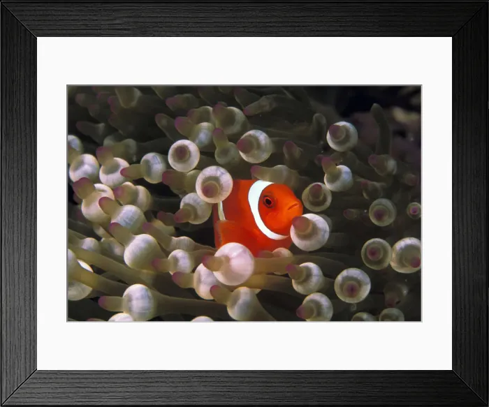Framed Print : DDE-90025001