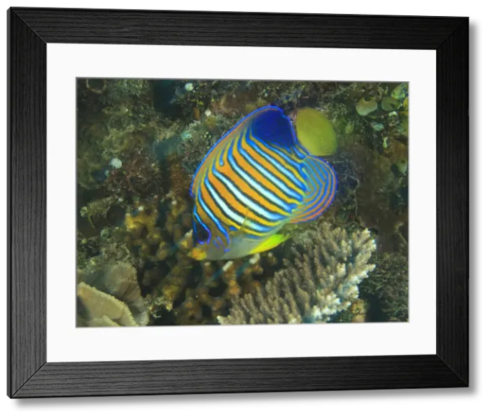 Framed Print : DDE-90025003 Framed Print : DDE-90025003
