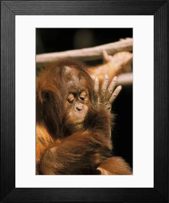 Framed Print : DDE-90025002 Framed Print : DDE-90025002