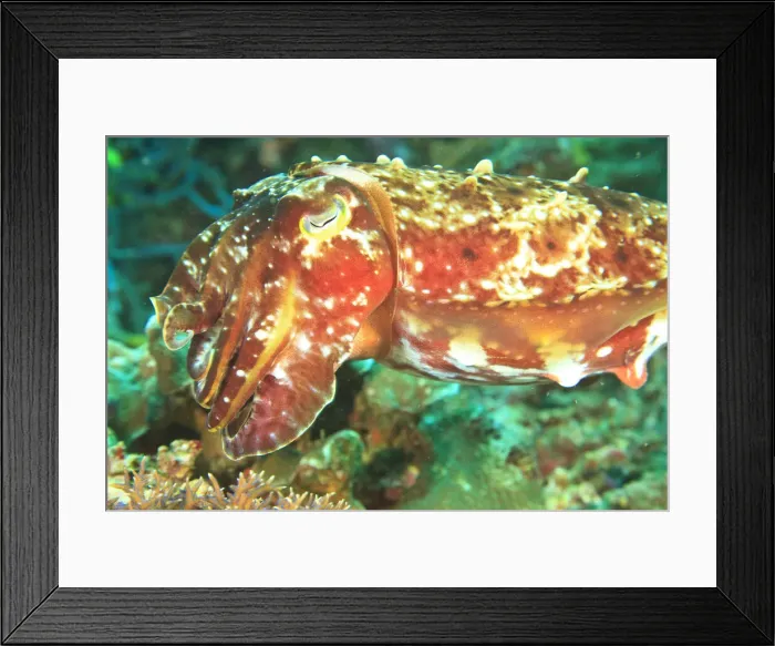 Framed Print : DDE-90025004 Framed Print : DDE-90025004