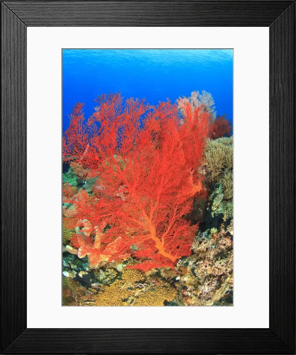 Framed Print : DDE-90025005 Framed Print : DDE-90025005