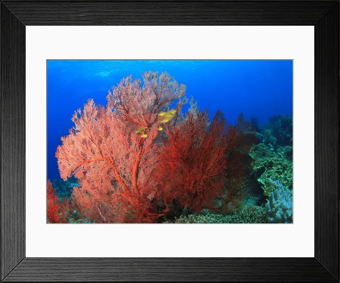 Framed Print : DDE-90025006 Framed Print : DDE-90025006
