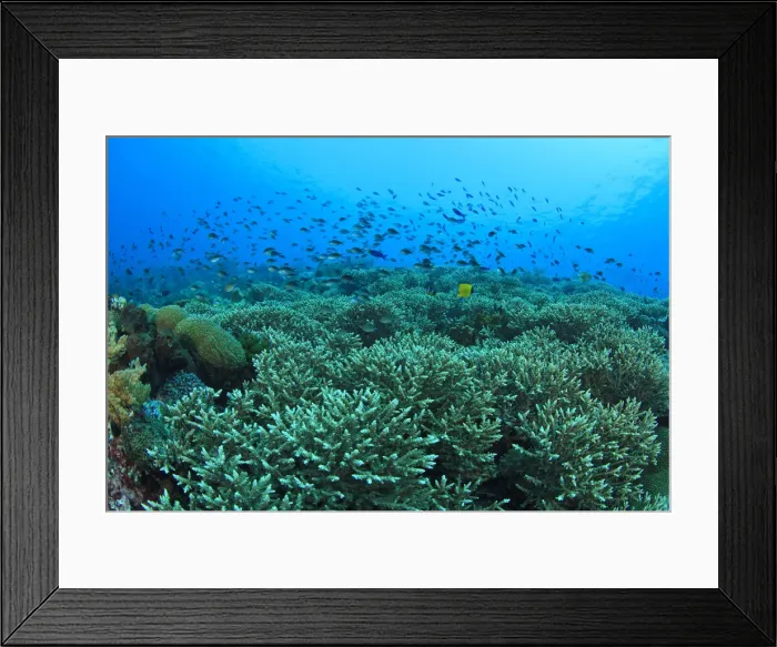 Framed Print : DDE-90025008 Framed Print : DDE-90025008