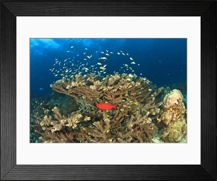Framed Print : DDE-90025009