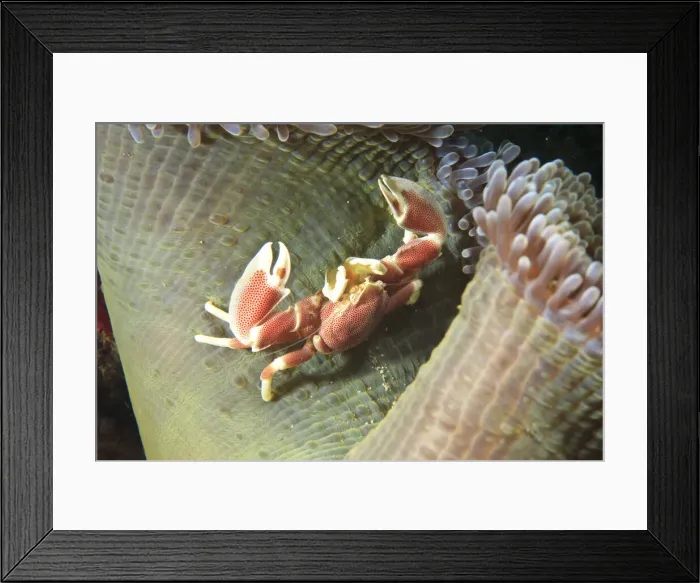 Framed Print : DDE-90025007 Framed Print : DDE-90025007