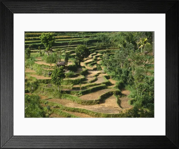 Framed Print : DDE-90025020 Framed Print : DDE-90025020