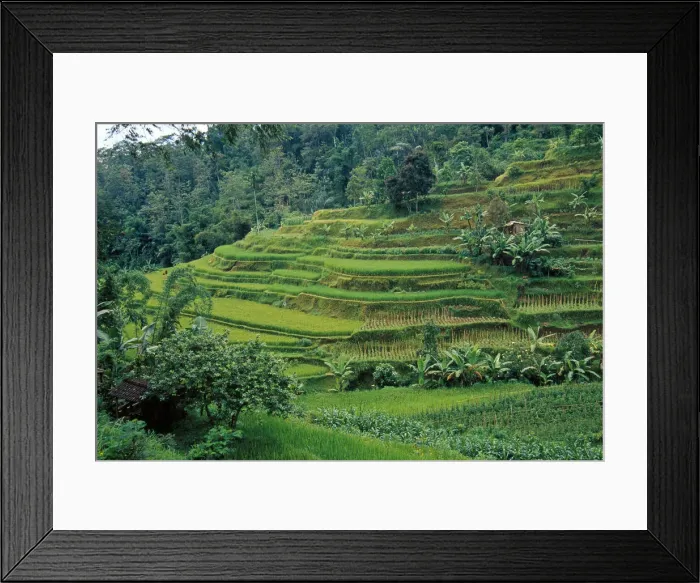 Framed Print : DDE-90025024 Framed Print : DDE-90025024