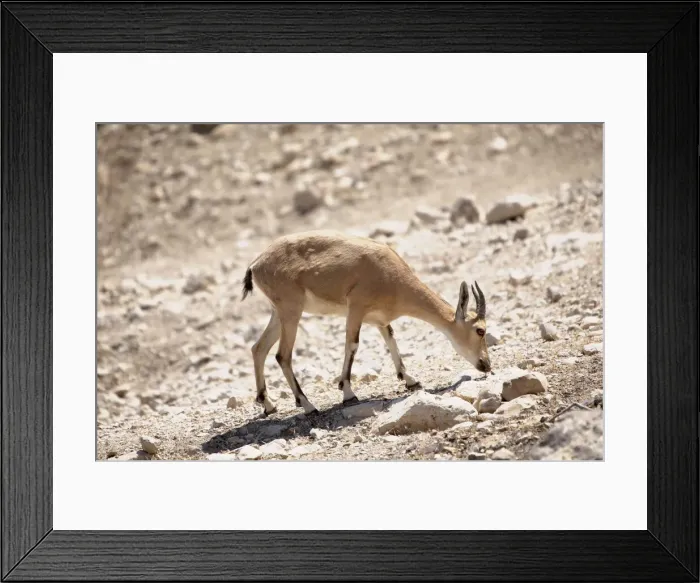 Framed Print : DDE-90025037 Framed Print : DDE-90025037