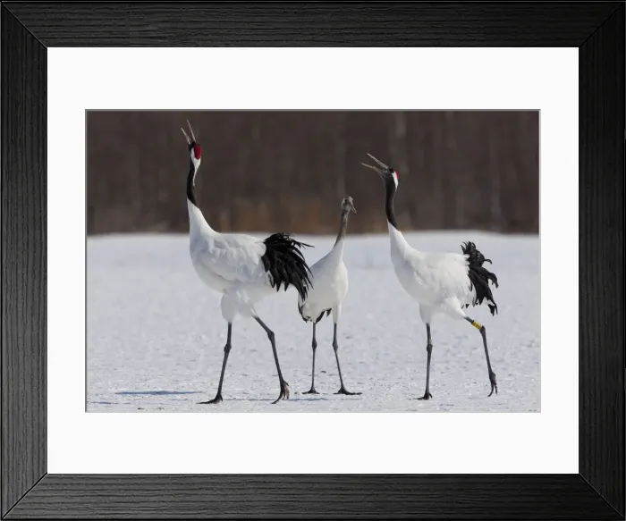 Framed Print : DDE-90025051 Framed Print : DDE-90025051
