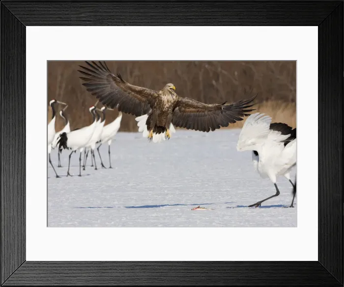 Framed Print : DDE-90025052 Framed Print : DDE-90025052