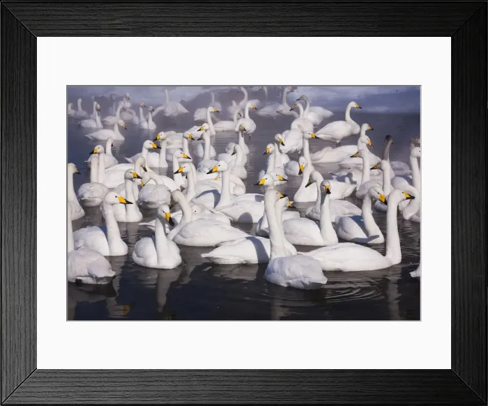 Framed Print : DDE-90025054 Framed Print : DDE-90025054