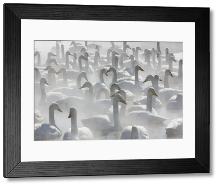 Framed Print : DDE-90025055 Framed Print : DDE-90025055