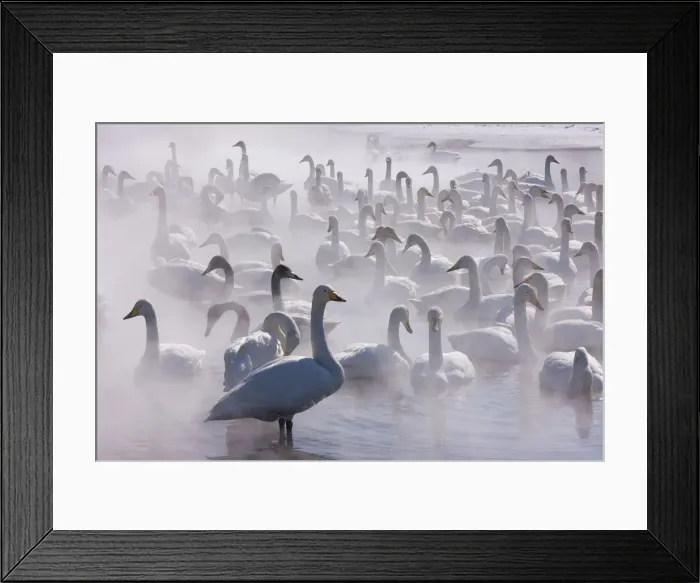 Framed Print : DDE-90025056 Framed Print : DDE-90025056
