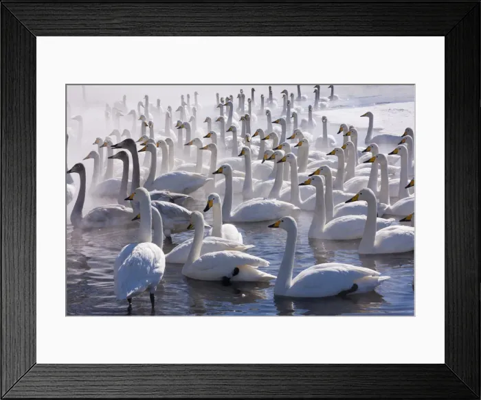Framed Print : DDE-90025057