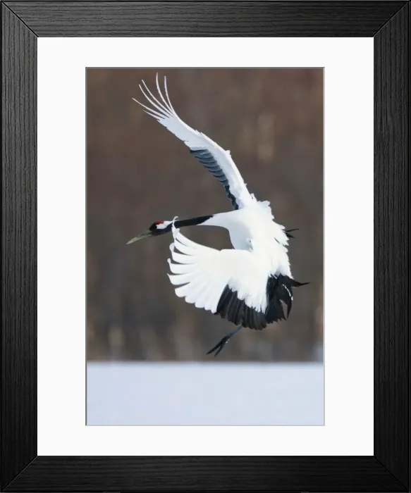 Framed Print : DDE-90025058 Framed Print : DDE-90025058