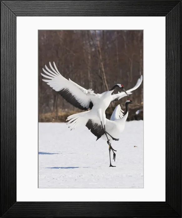 Framed Print : DDE-90025060 Framed Print : DDE-90025060