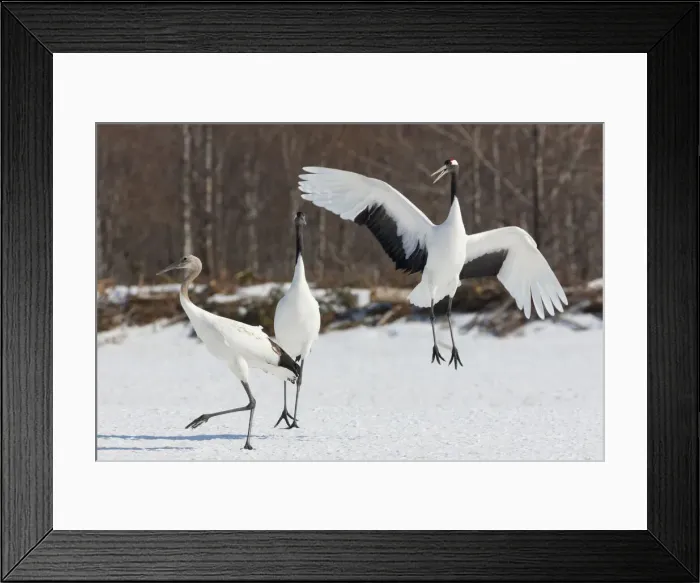 Framed Print : DDE-90025059 Framed Print : DDE-90025059