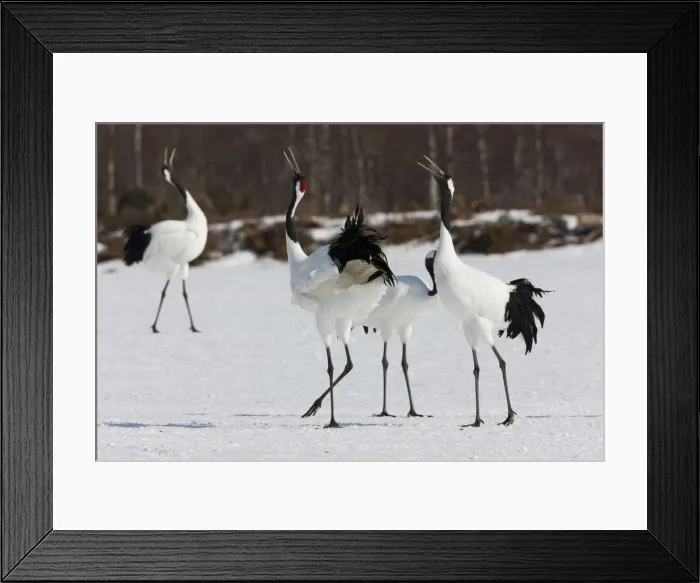 Framed Print : DDE-90025061 Framed Print : DDE-90025061