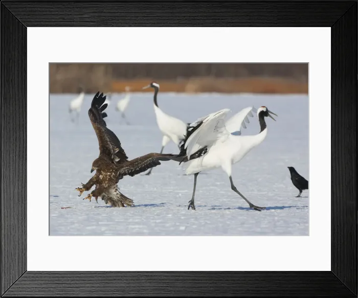 Framed Print : DDE-90025062