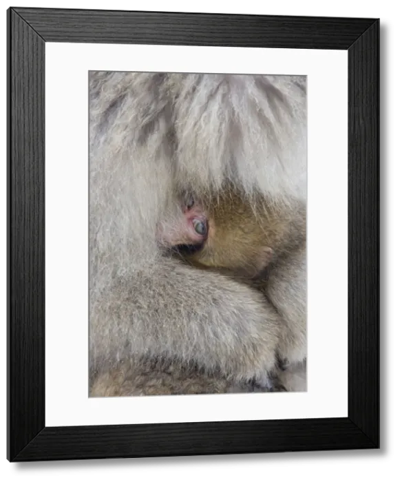 Framed Print : DDE-90025064 Framed Print : DDE-90025064