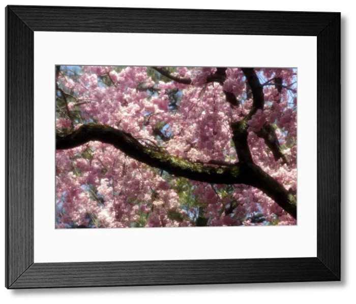 Framed Print : DDE-90025065 Framed Print : DDE-90025065