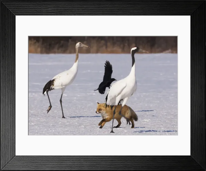 Framed Print : DDE-90025063 Framed Print : DDE-90025063