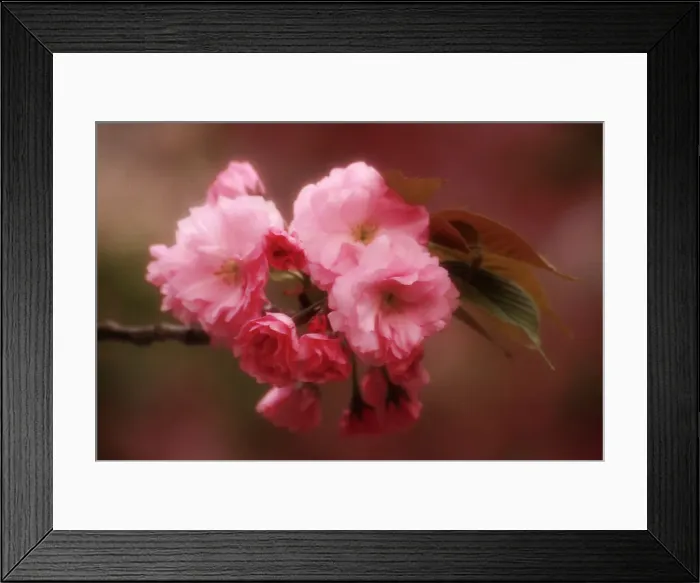 Framed Print : DDE-90025066 Framed Print : DDE-90025066