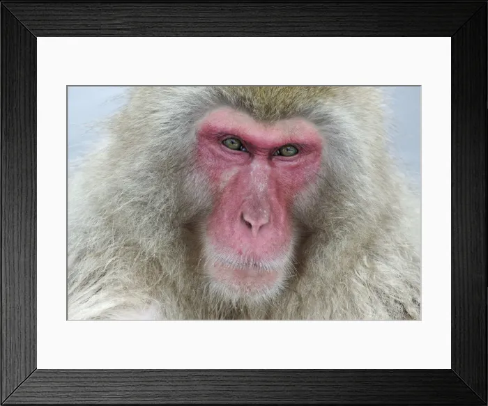 Framed Print : DDE-90025072 Framed Print : DDE-90025072