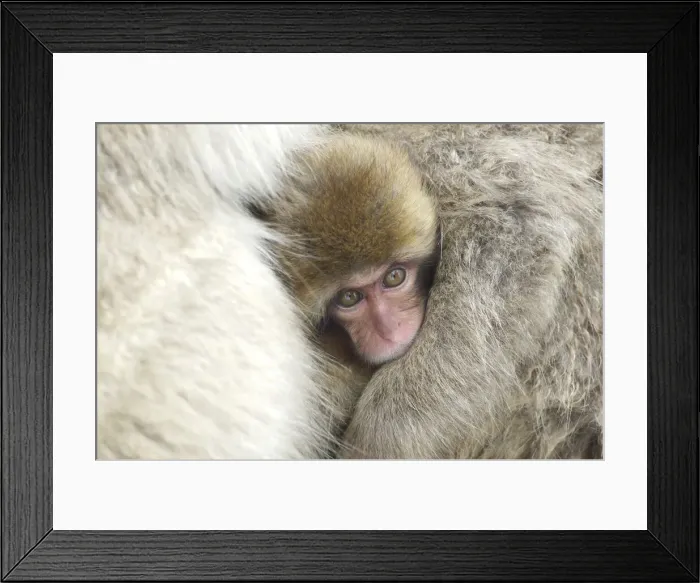 Framed Print : DDE-90025073 Framed Print : DDE-90025073