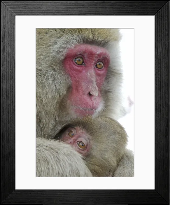 Framed Print : DDE-90025071 Framed Print : DDE-90025071