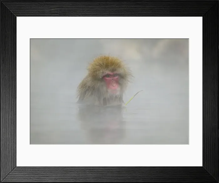 Framed Print : DDE-90025074 Framed Print : DDE-90025074