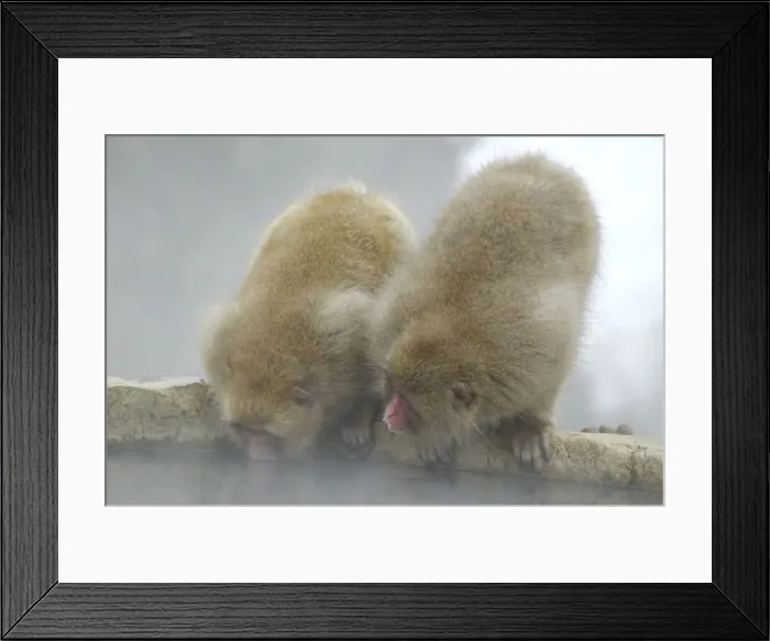 Framed Print : DDE-90025077 Framed Print : DDE-90025077