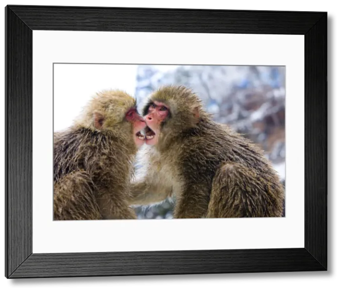 Framed Print : DDE-90025079 Framed Print : DDE-90025079