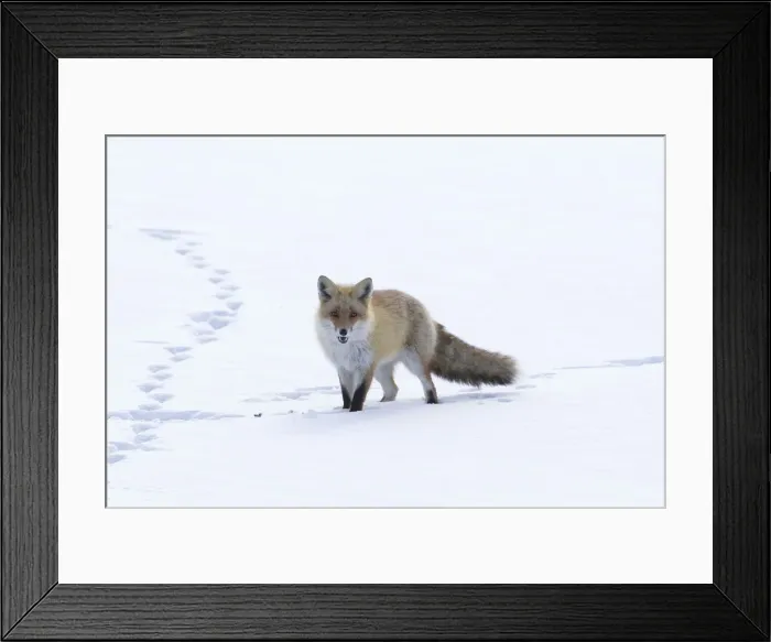 Framed Print : DDE-90025081 Framed Print : DDE-90025081