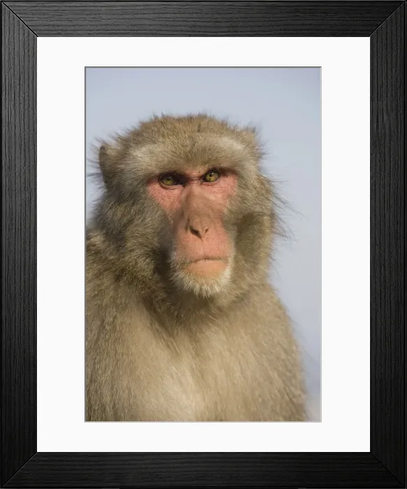 Framed Print : DDE-90025091 Framed Print : DDE-90025091