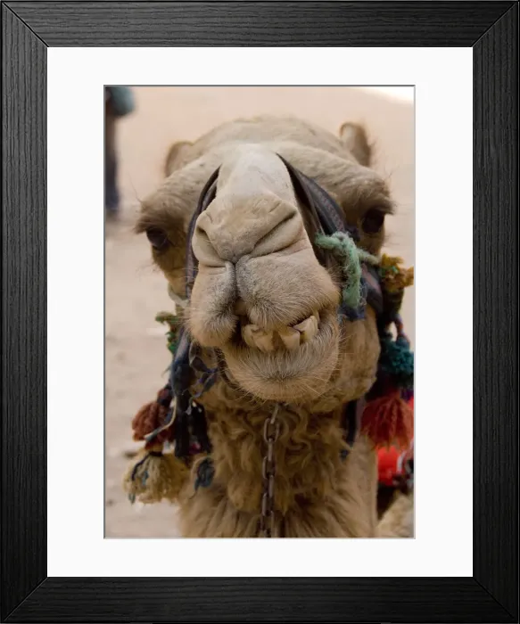 Framed Print : DDE-90025131 Framed Print : DDE-90025131